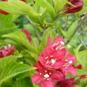 Weigela florida 'Nain Rouge' 2